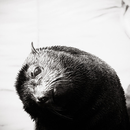 You lookin' at me?