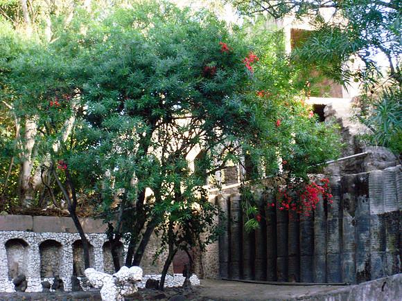 Tree with Red Flowers