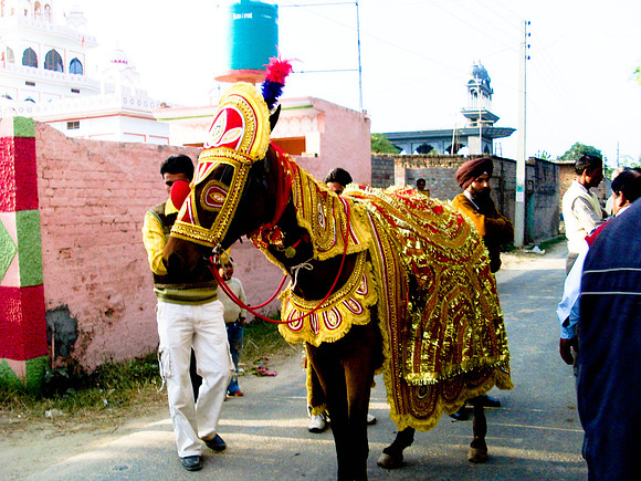 Horse
