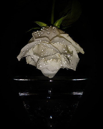 Flawed Rose
