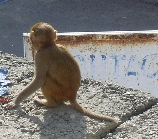 Baby Monkey