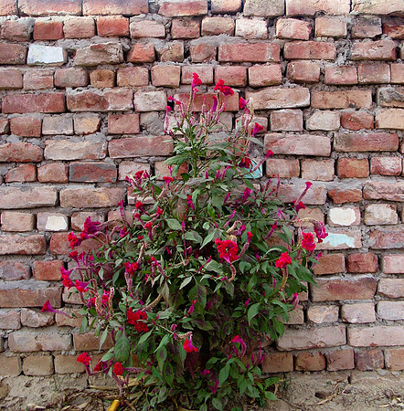 Brick Wall