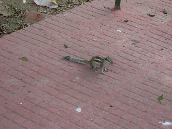 Chipmunk