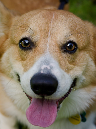 Good boy!
