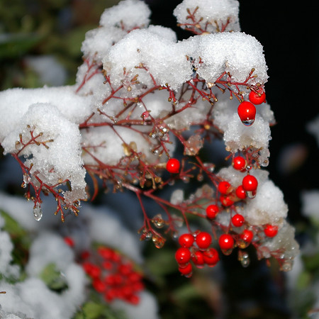 Snow berries