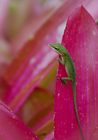 Here lizard lizard lizard...